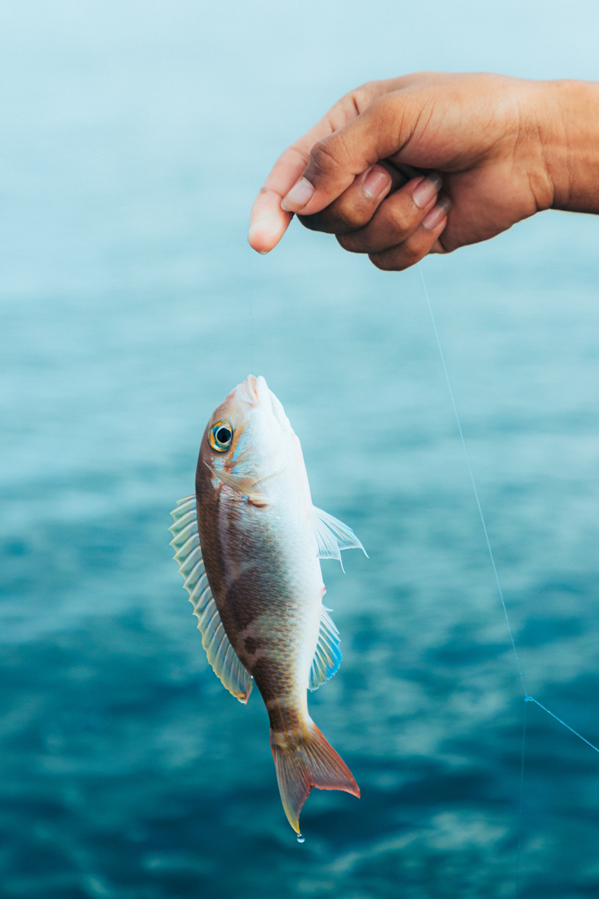 Person Holding a Fish Caught on a Fishing Line