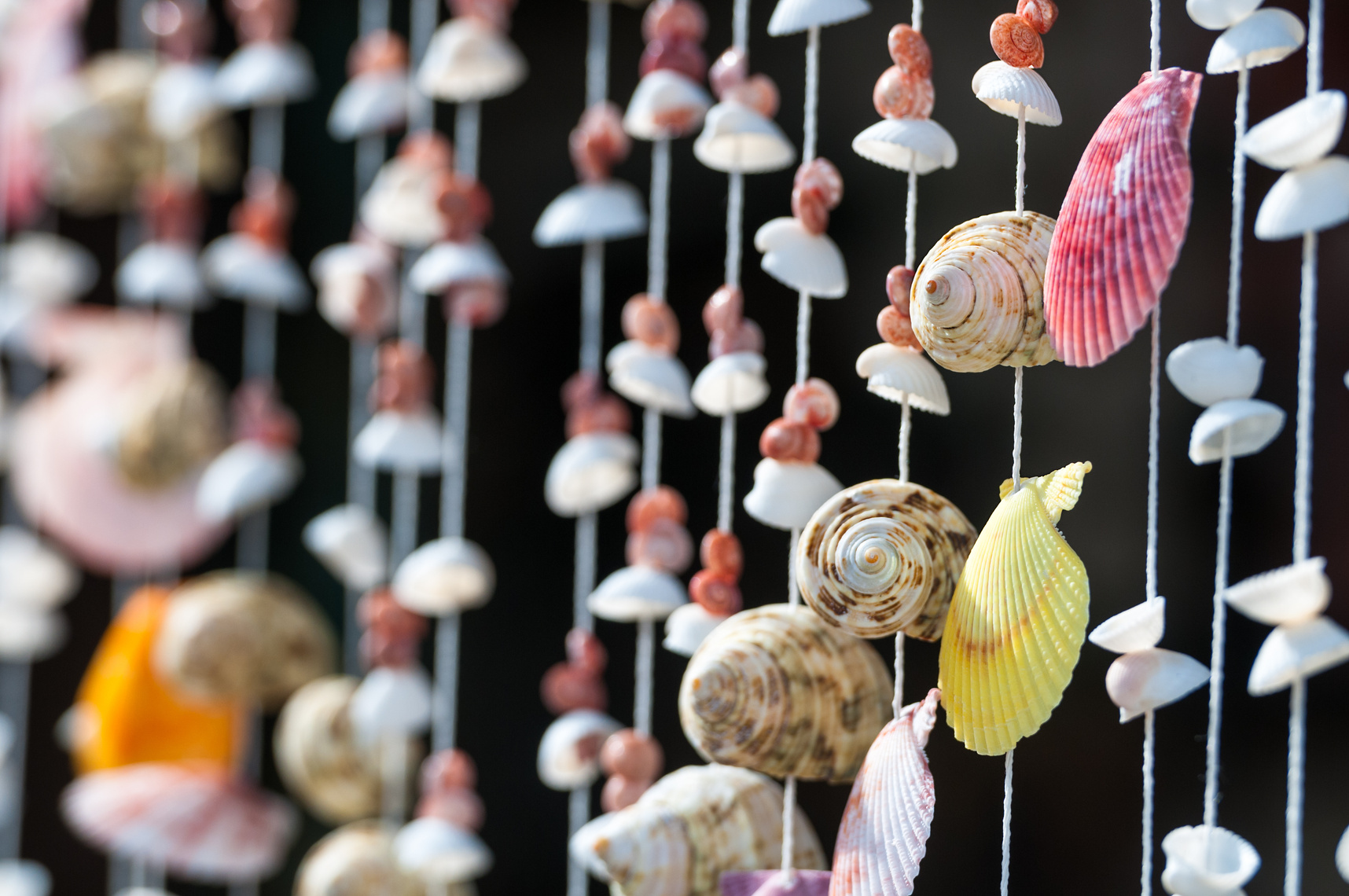 Shells collection in decoration set