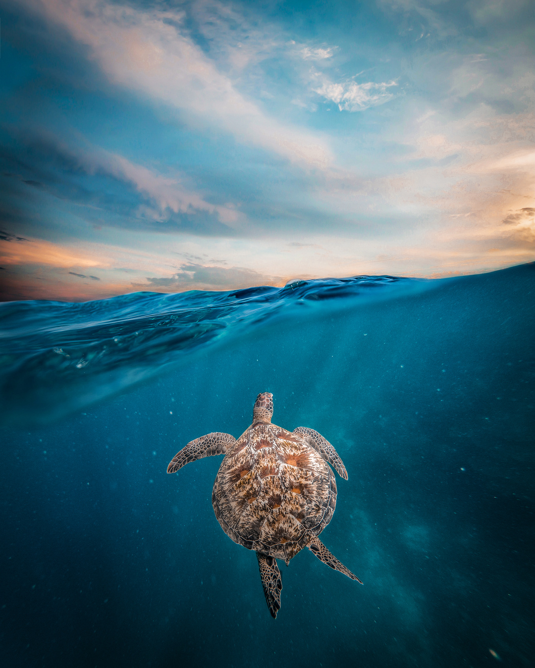 A Turtle Submerged in Blue Water