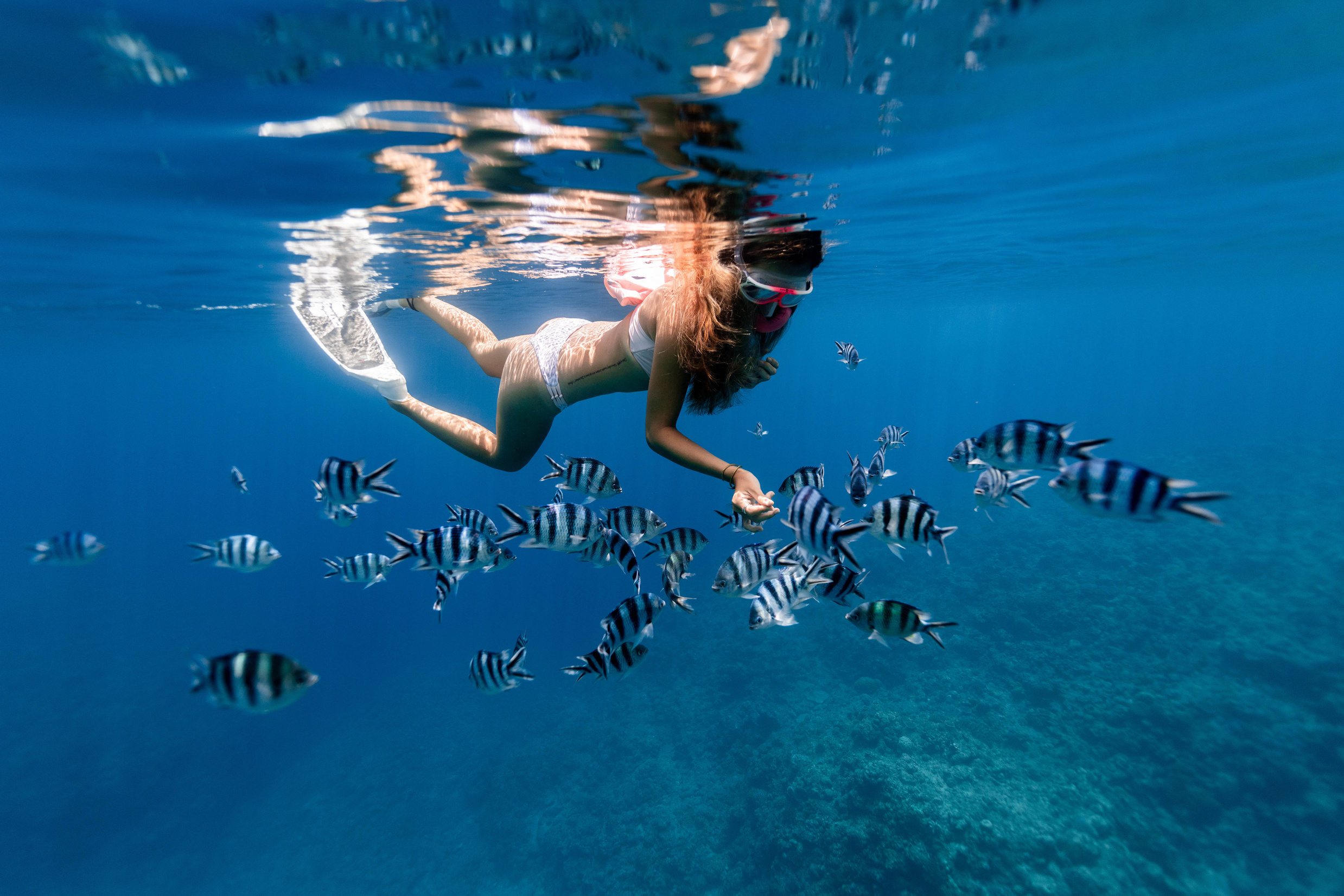 Anonymous woman snorkeling in sea with Enoplosus armatus fishes